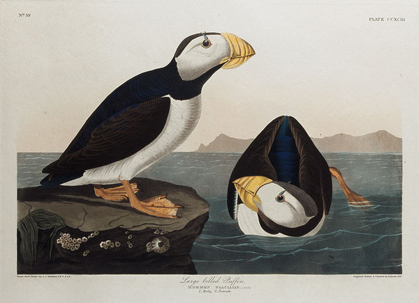 Audubon's Birds of America 'Large Billed Puffin'